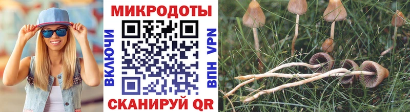 Галлюциногенные грибы Psilocybe  Звенигород 